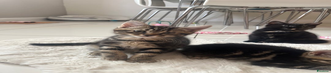 Light Brown and Grey Tabby