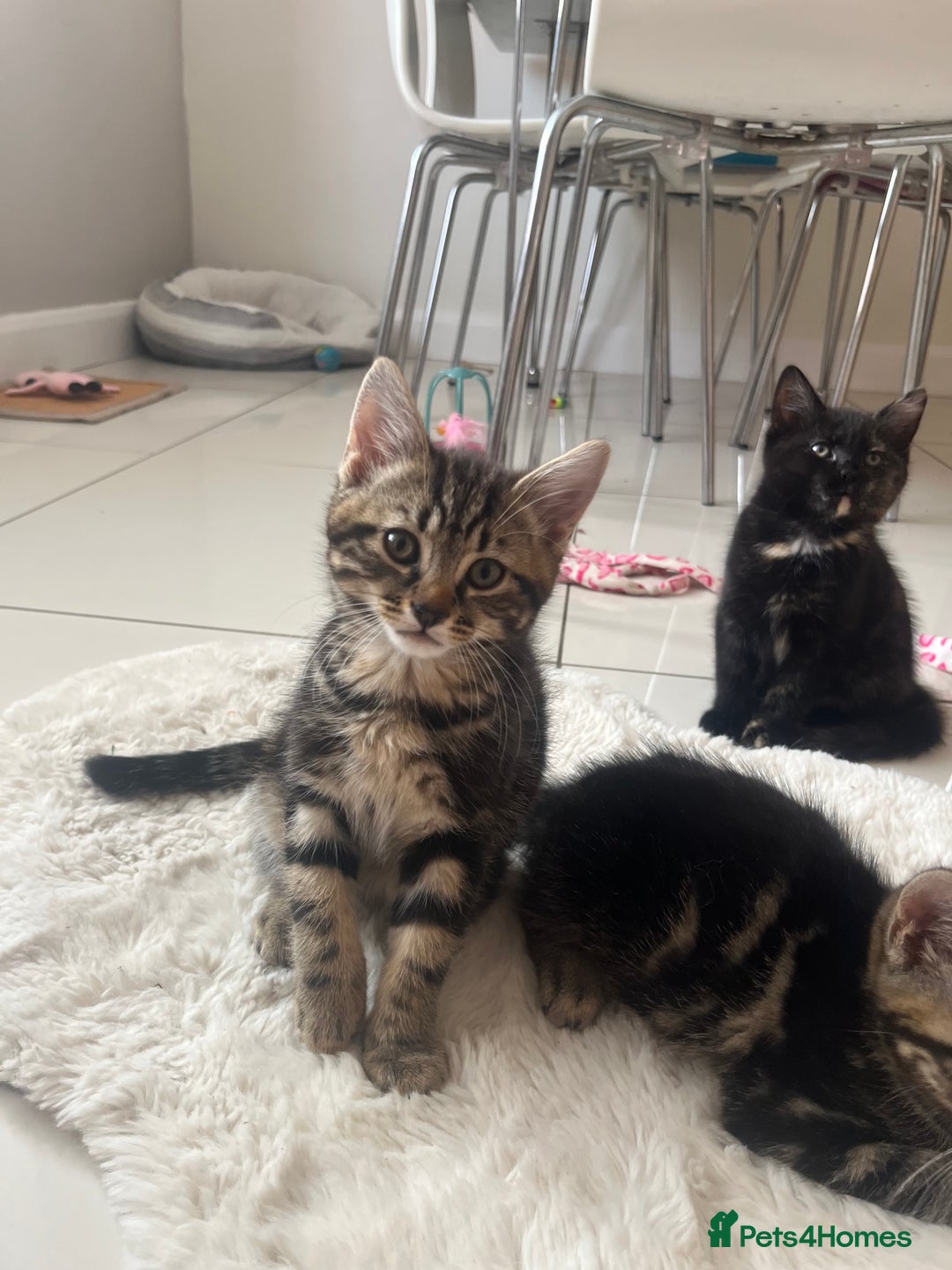 Mixed Breed cats for sale: 5 Adorable Mixed Breed Kittens - Image 6