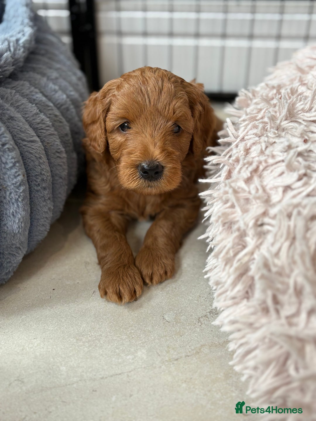 Goldendoodle dogs for sale: Stunning F2B Goldendoodles - Image 3