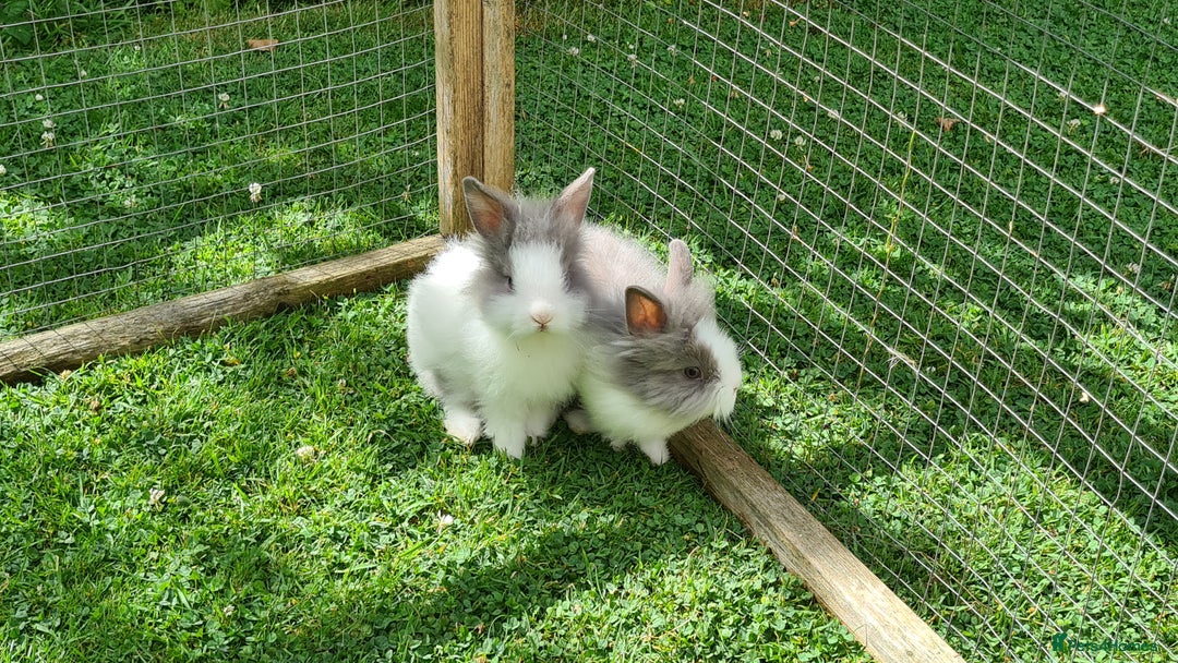 Lionhead rabbits for sale: READY NOW! Beautiful Baby Lionhead Bunnies - Image 9