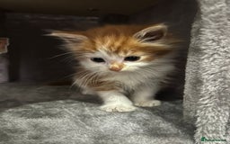 British Longhair cats for sale: Beautiful Fluffy Long-Haired British Tabby Kittens - Image 25