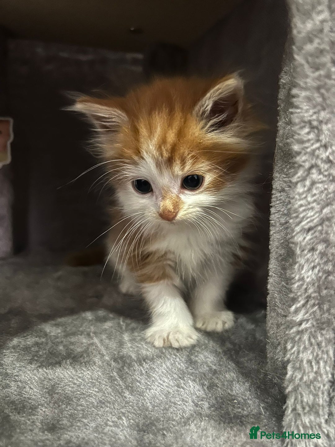 British Longhair cats for sale: Beautiful Fluffy Long-Haired British Tabby Kittens - Image 25