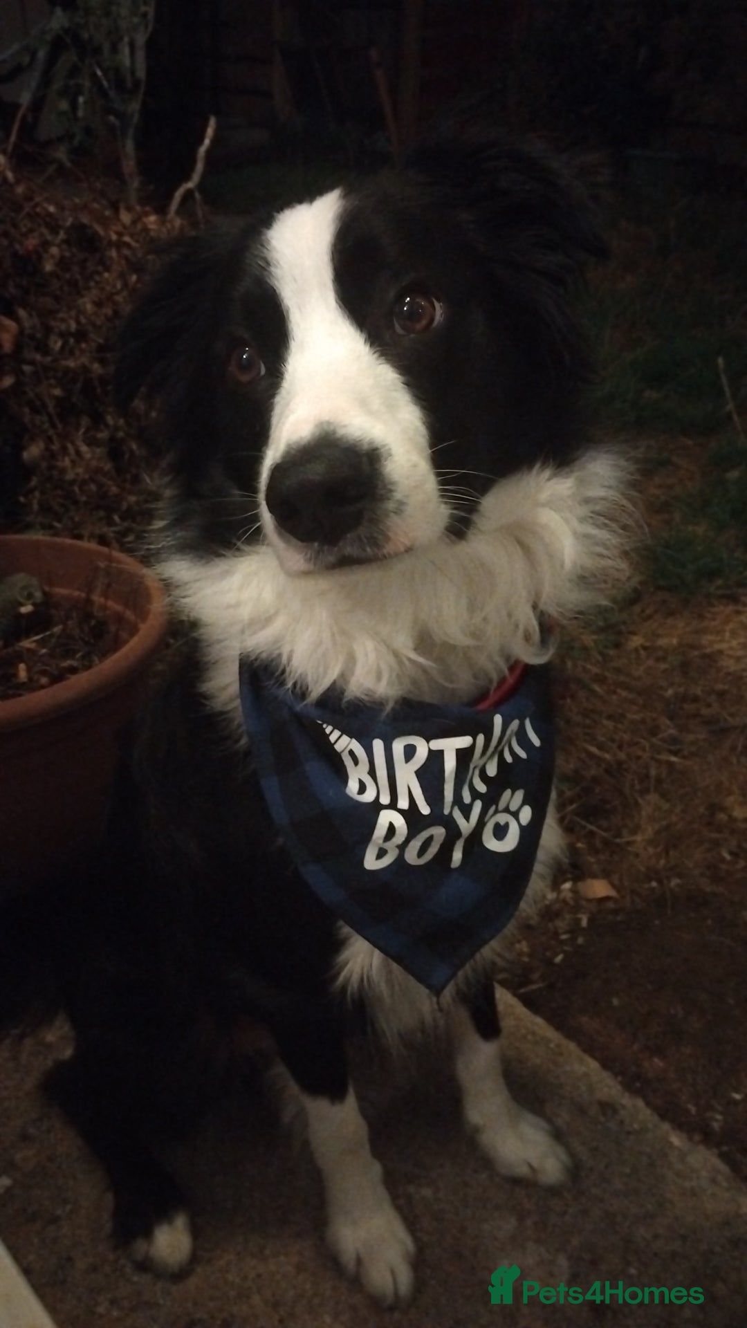 Border Collie dogs for sale: BaileyBoy - Advert 19