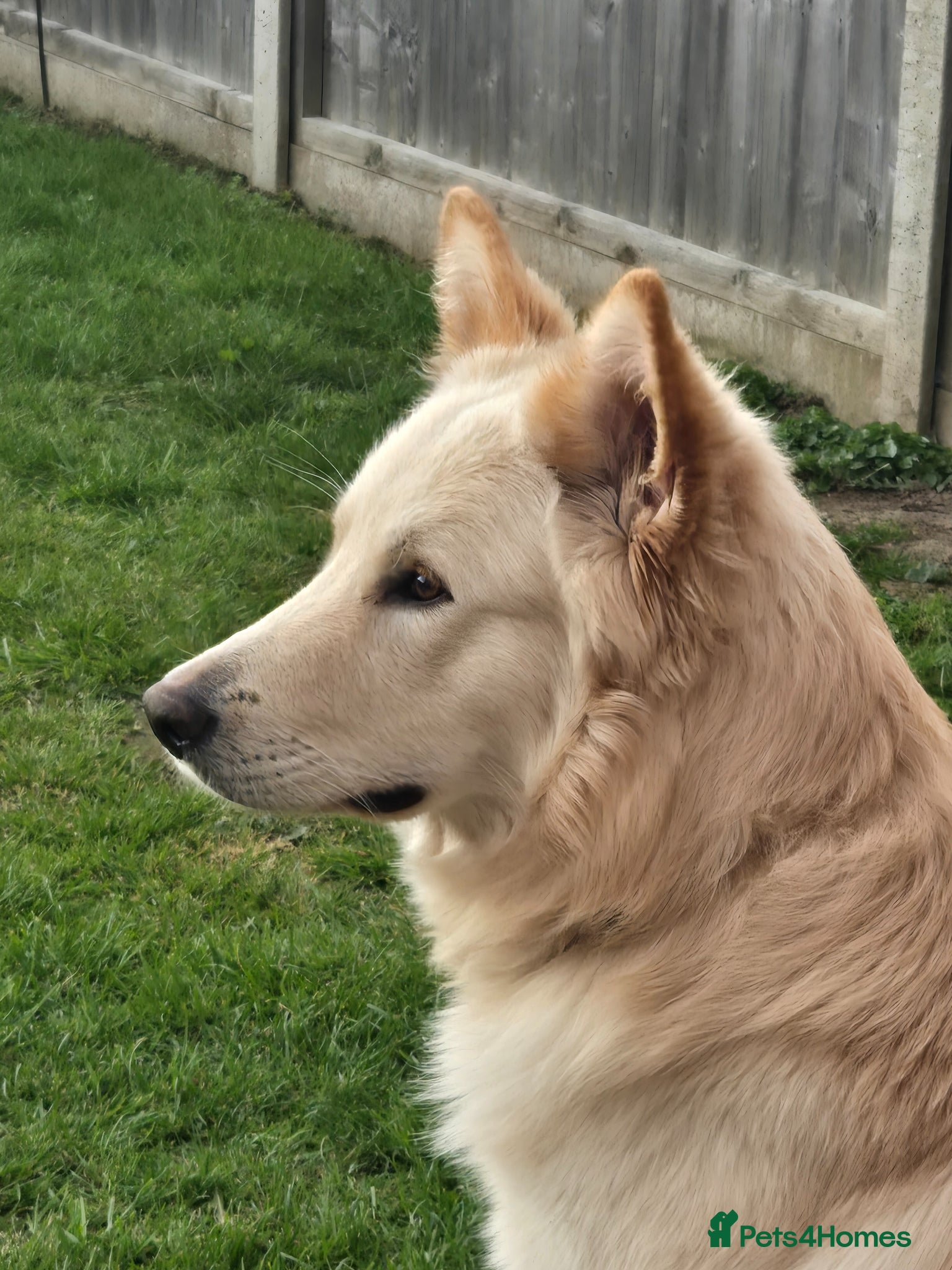 German Shepherd dogs Stunning champagne male GSD - Advert 1