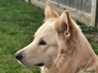 German Shepherd dogs Stunning champagne male GSD - Advert 1