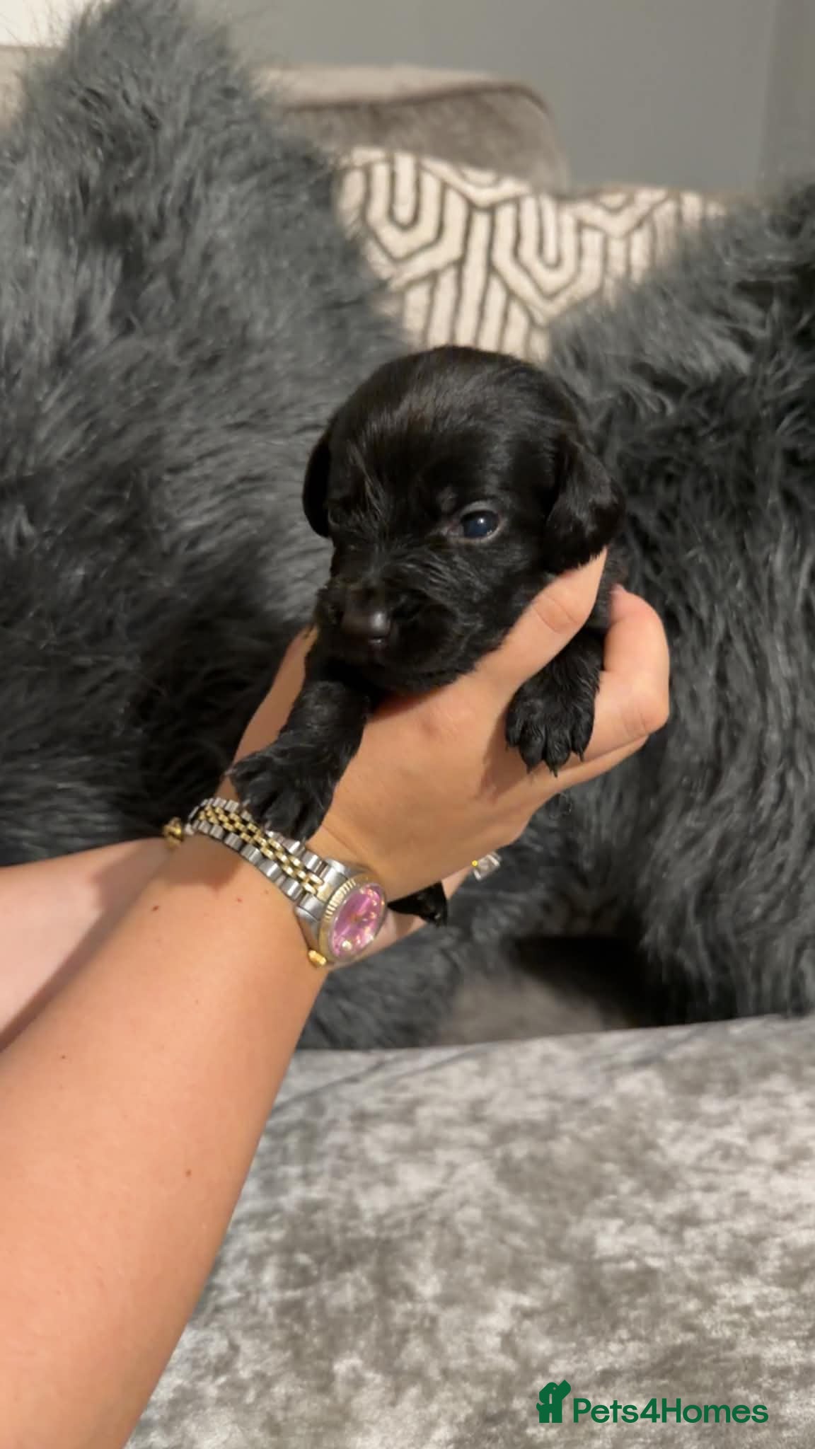 Cockerdor dogs Gorgeous cockerdor puppies  - Advert 3