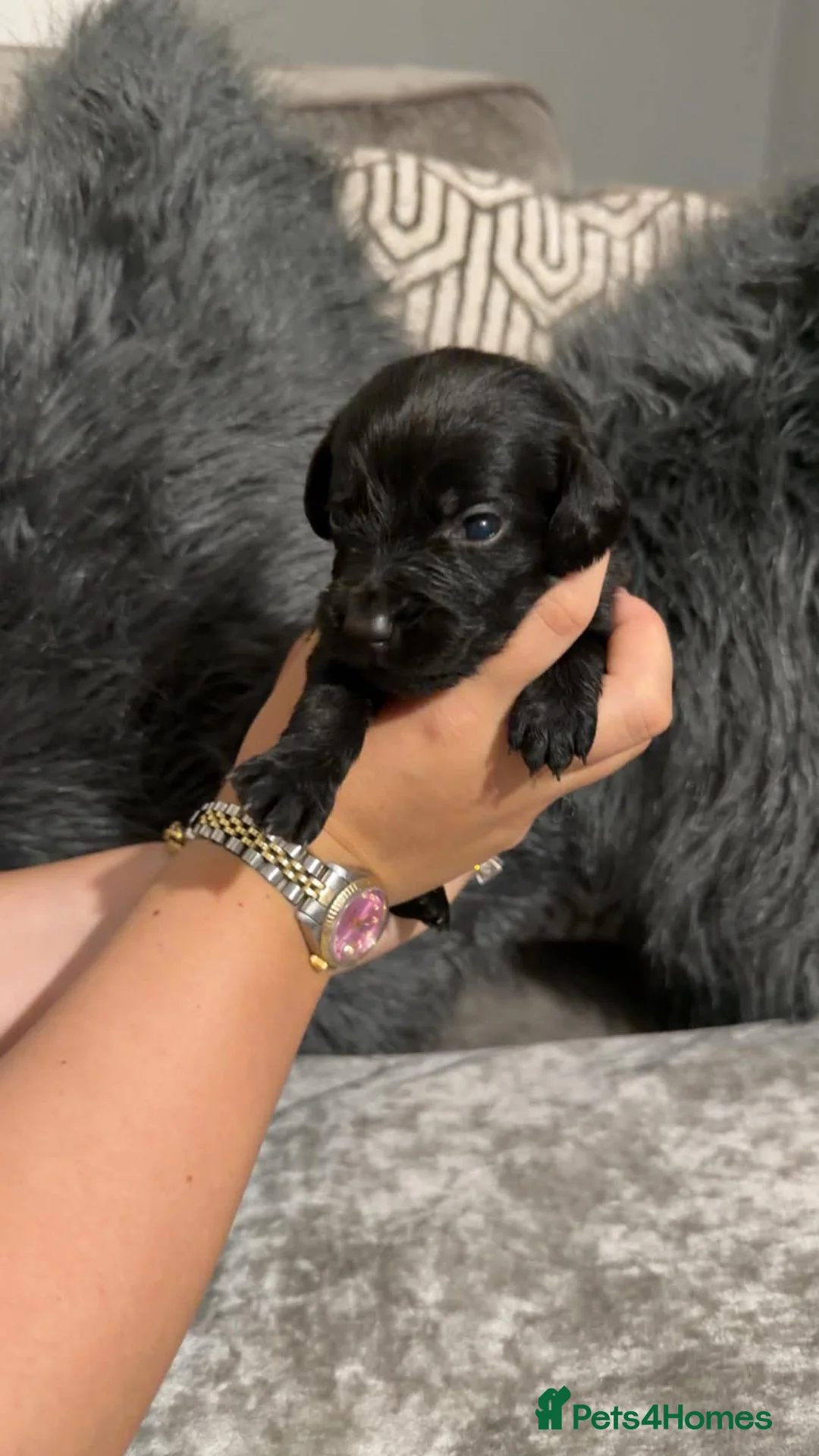 Cockerdor dogs for sale: Gorgeous cockerdor puppies  - Advert 1