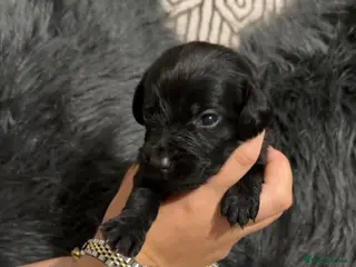 Cockerdor dogs Gorgeous cockerdor puppies - Advert 3