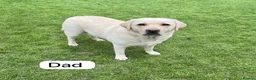 Labrador Retriever dogs for sale: Adorable Labrador Puppies - Advert 7