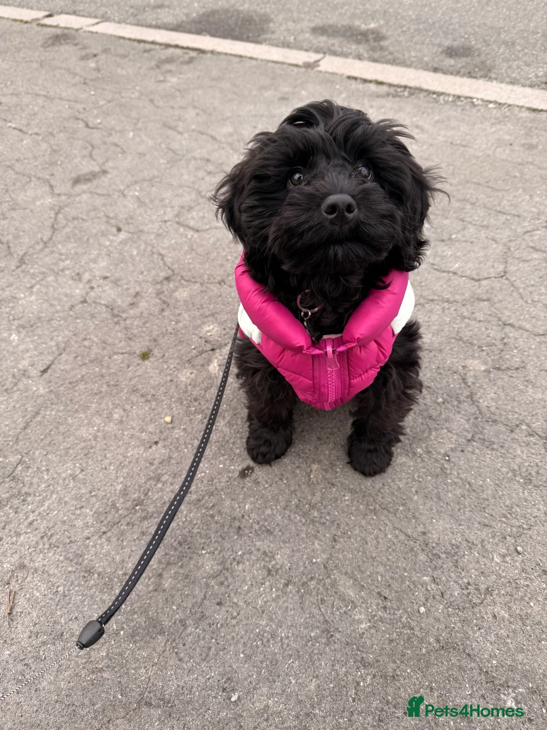 Cockapoo dogs for sale: Cockapoo - Advert 2