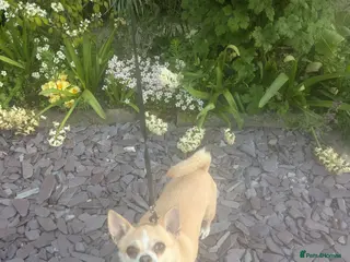 Chihuahua dogs Sweet Companion KC chihuahua - Advert 2