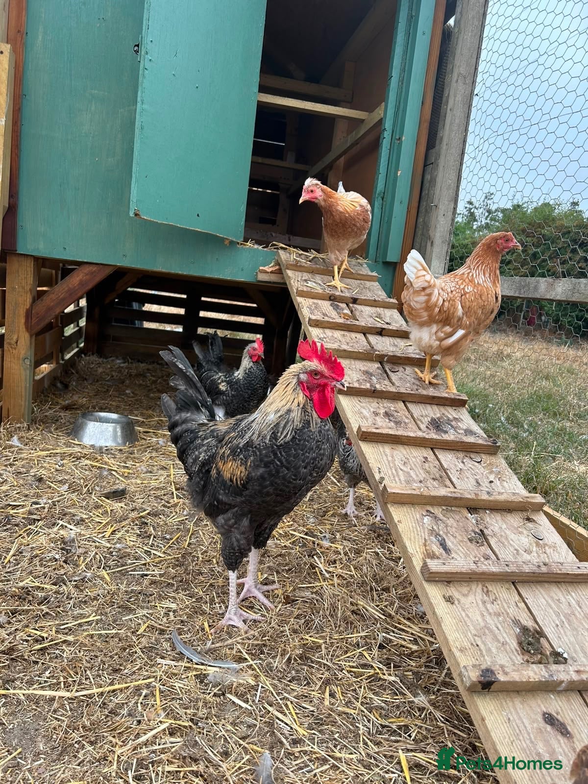 Chickens poultry Cockerel free to a good home - Advert 1