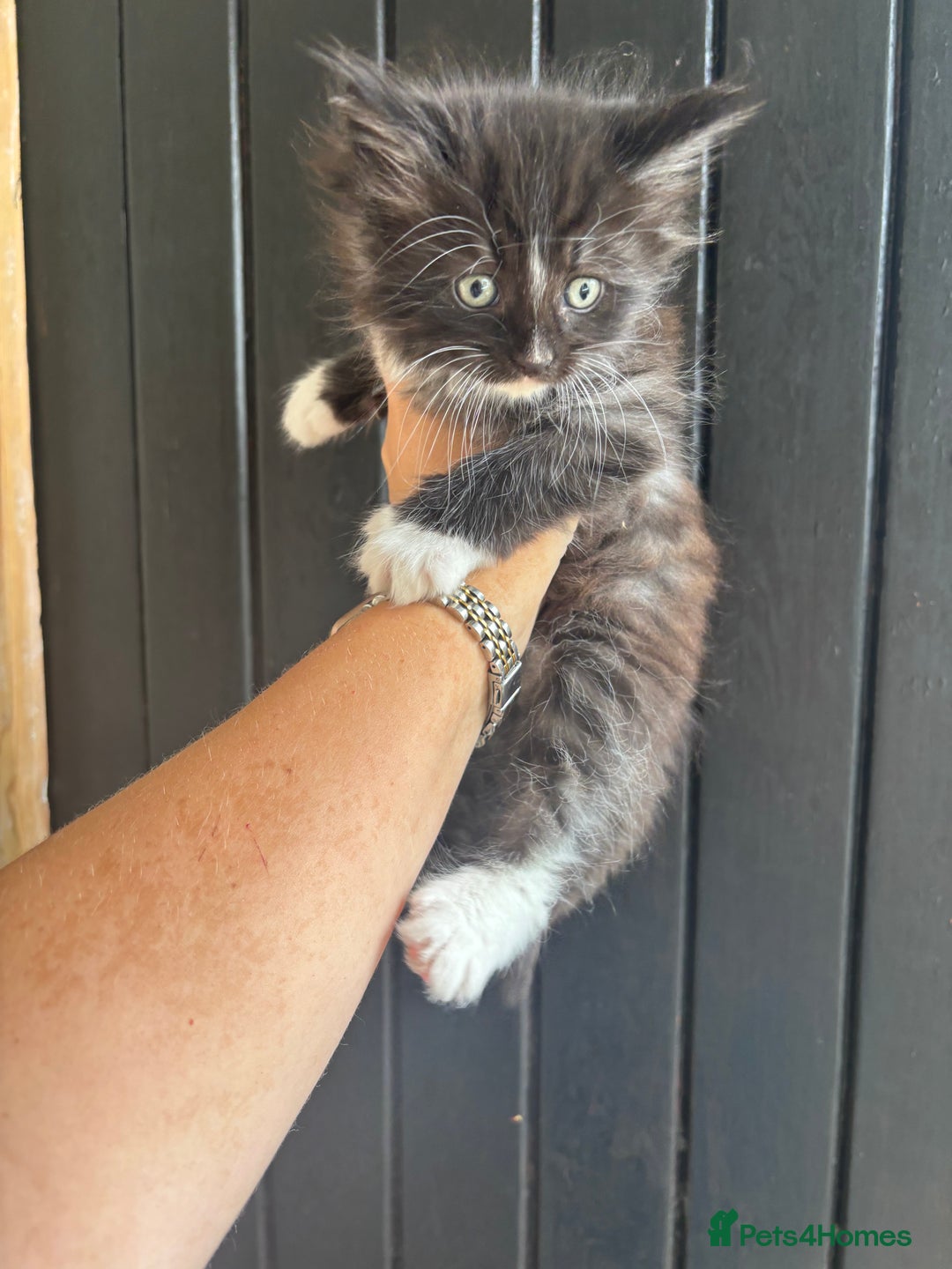Maine Coon cats for sale: 3 boys Maine coon & 1 white female ready 13th aug! - Image 10