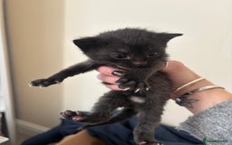 Mixed Breed cats for sale: 2 black kittens  - Image 5