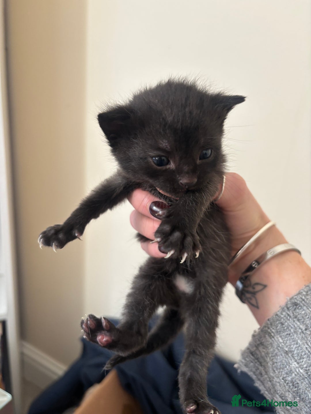 Mixed Breed cats for sale: 2 black kittens  - Image 5
