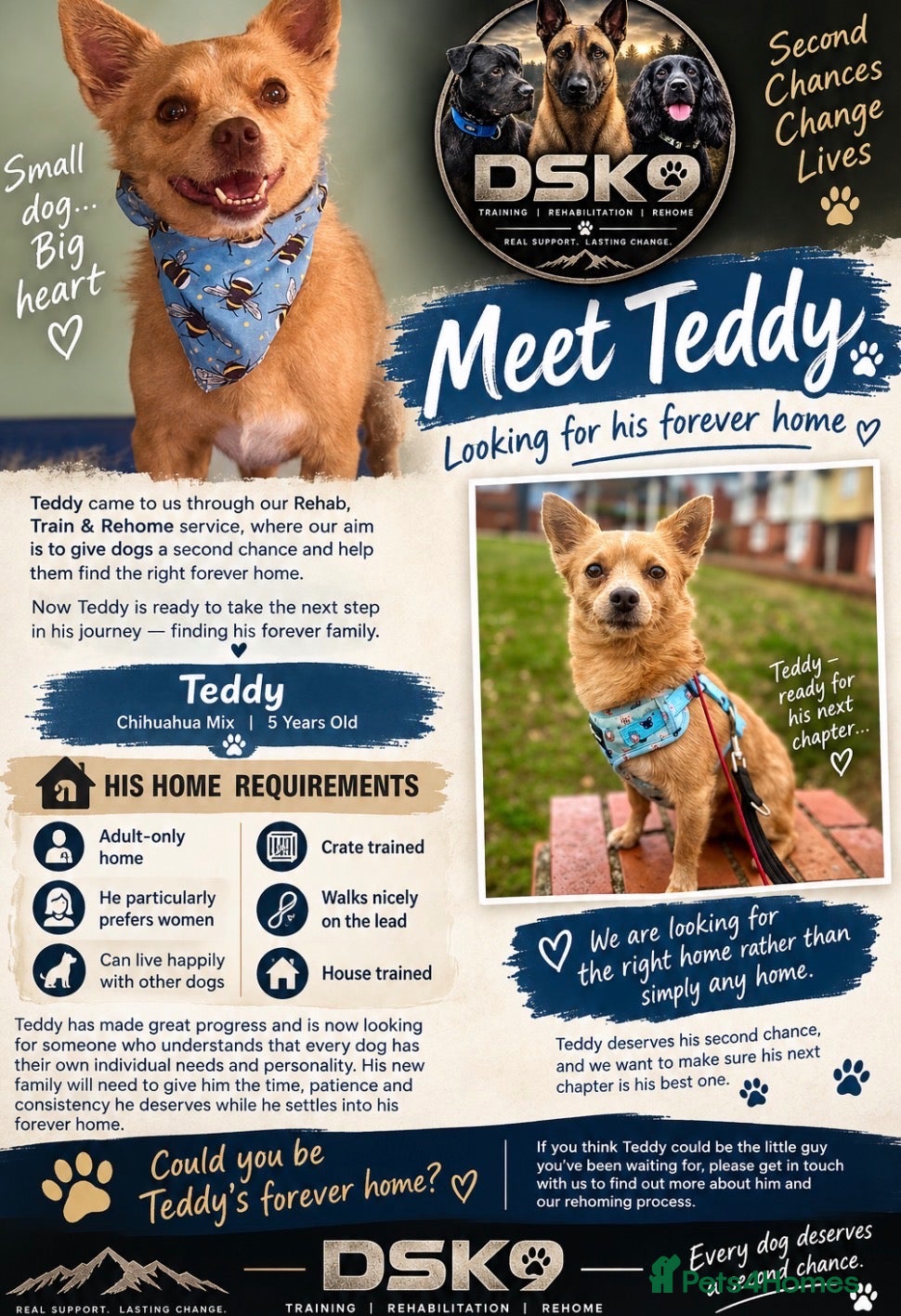Chihuahua dogs Teddy looking for a home soon (currently training) - Advert 1