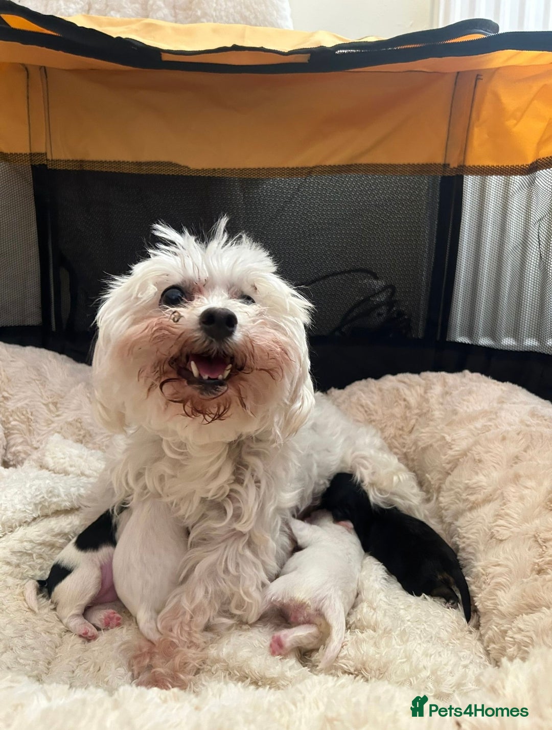 Morkie dogs for sale: Teacup Maltese/morkie babies  - Image 13