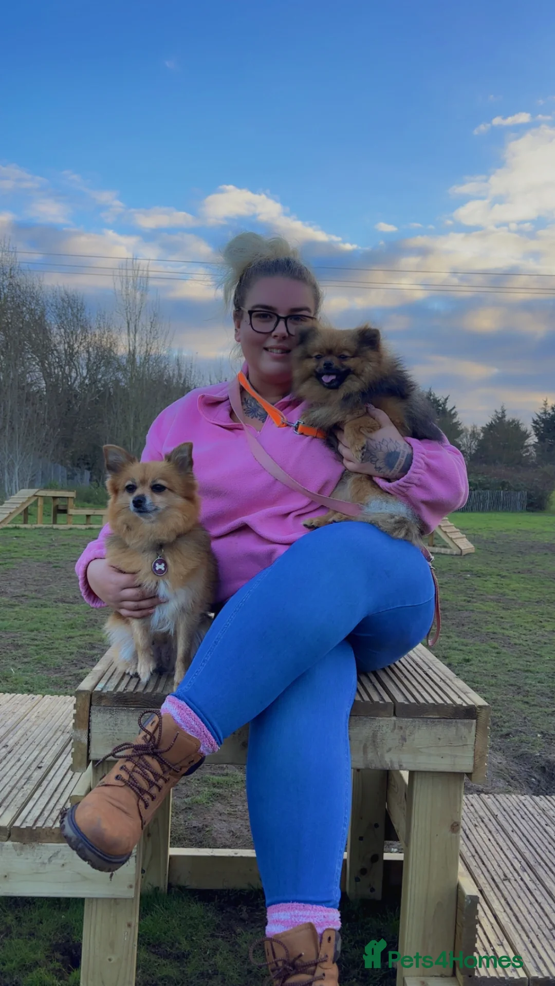 Pomeranian dogs for sale: Pomeranian puppies - Advert 3