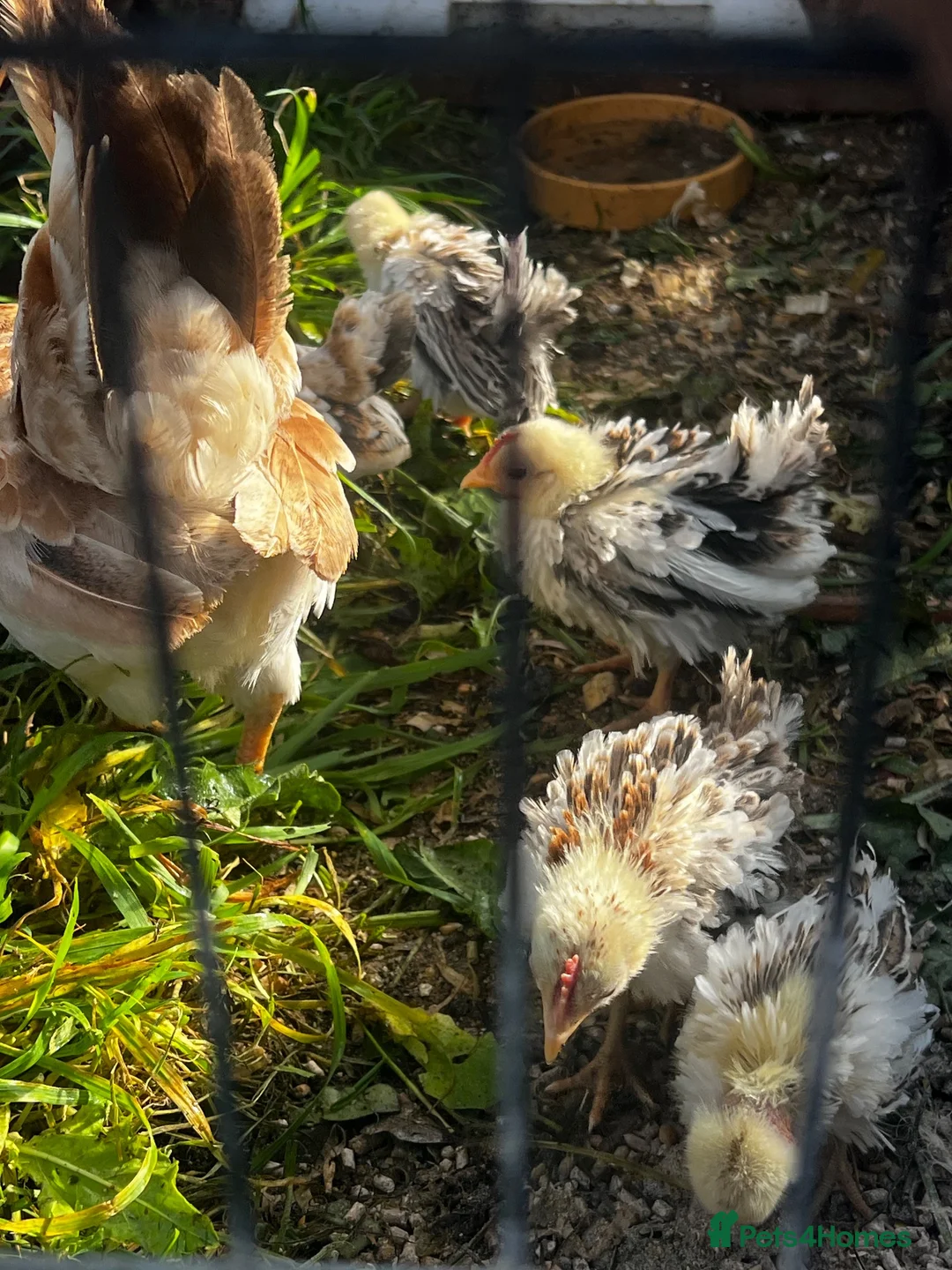 Chickens poultry for sale: Serema frizzle cock chicks  - Advert 2