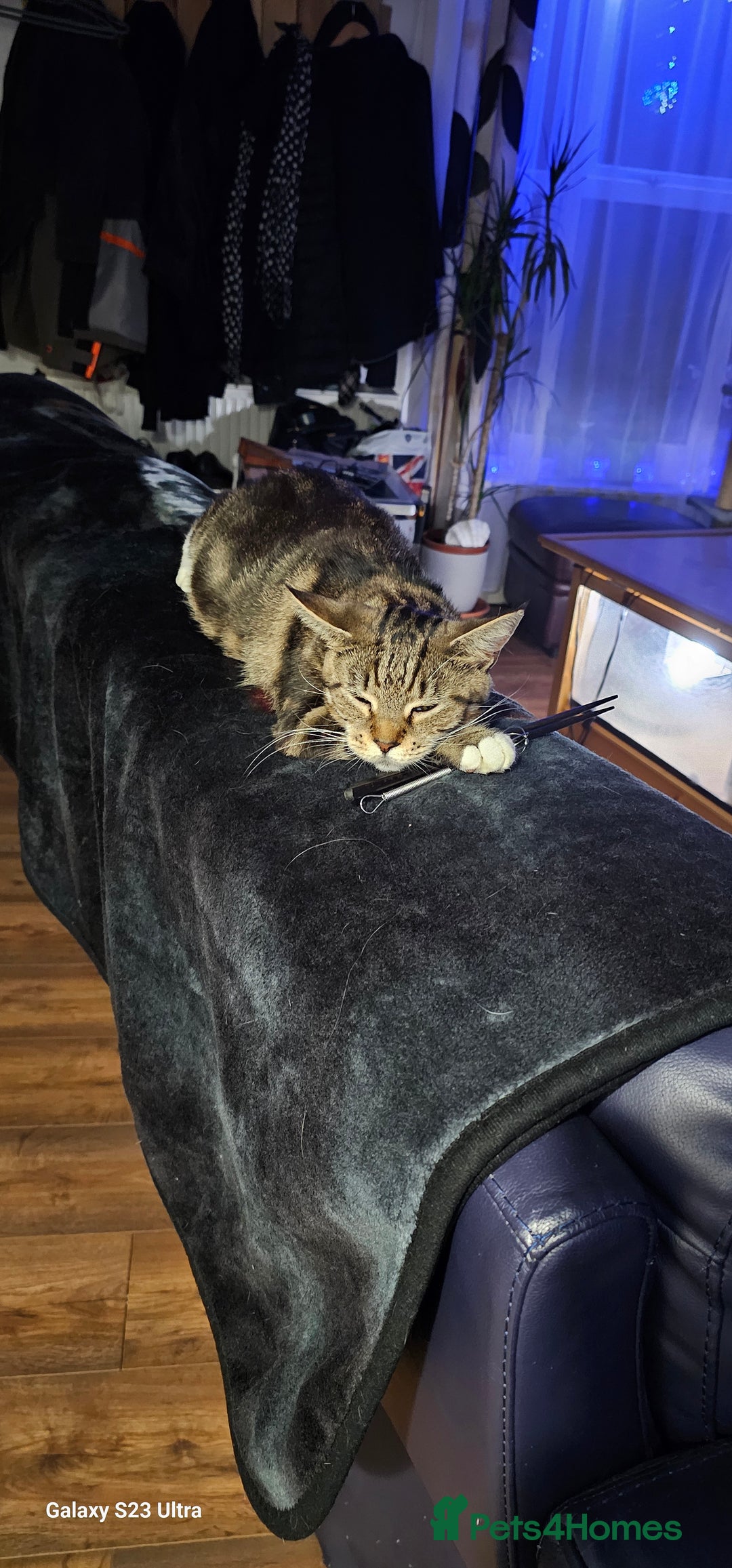 Mixed Breed cats for sale: Few lovely kittens ready for new lovely homes ! - Image 30