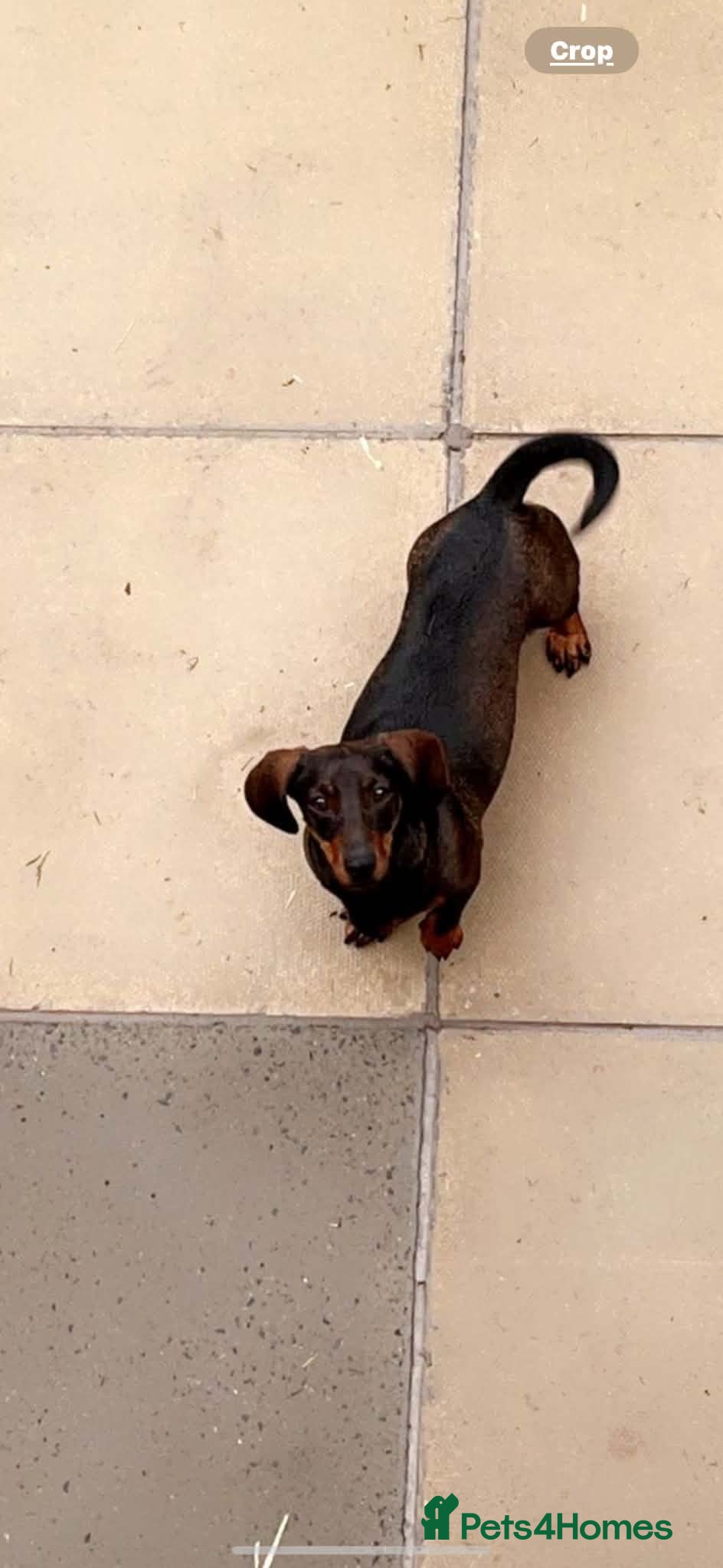 Dachshund dogs Tiny  - Advert 2