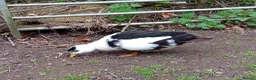 Quail poultry for sale: 🦆✨ Call Ducklings Available ✨🦆 - Advert 5