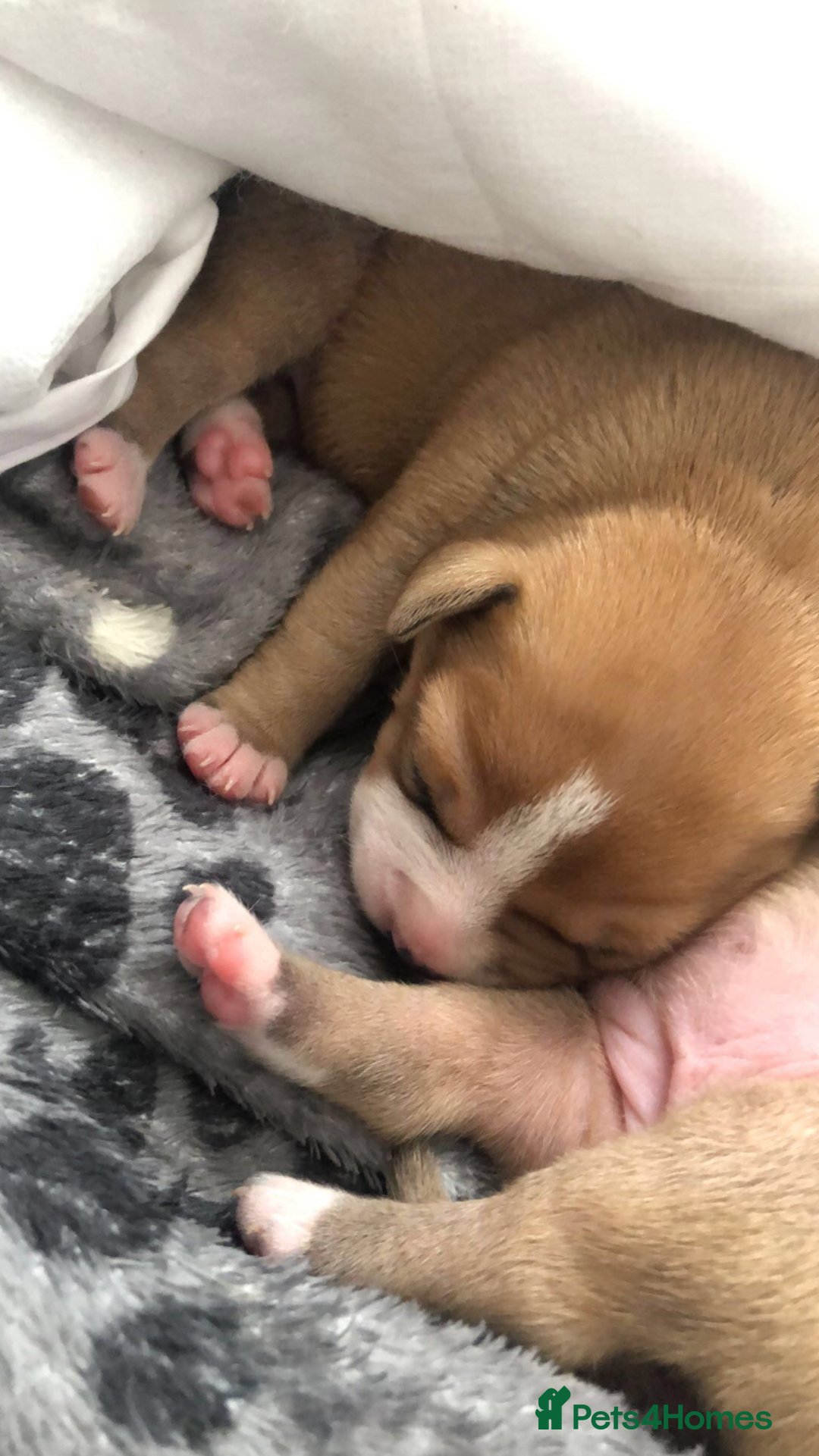 Staffordshire Bull Terrier dogs for sale: 1 boy 1 girl puppy  - Image 4