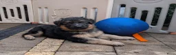 German Shepherd dogs for sale: Beautiful longhaired German Shepherds in Chorley - Advert 4