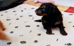 Toy Poodle dogs for sale: Toy poodle boy - Advert 8