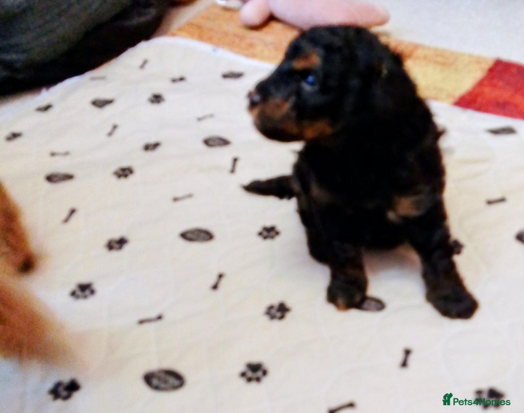 Toy Poodle dogs for sale: Toy poodle boy - Advert 8