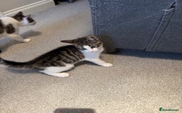 Oriental cats for sale: Beautiful kitten  - Image 1