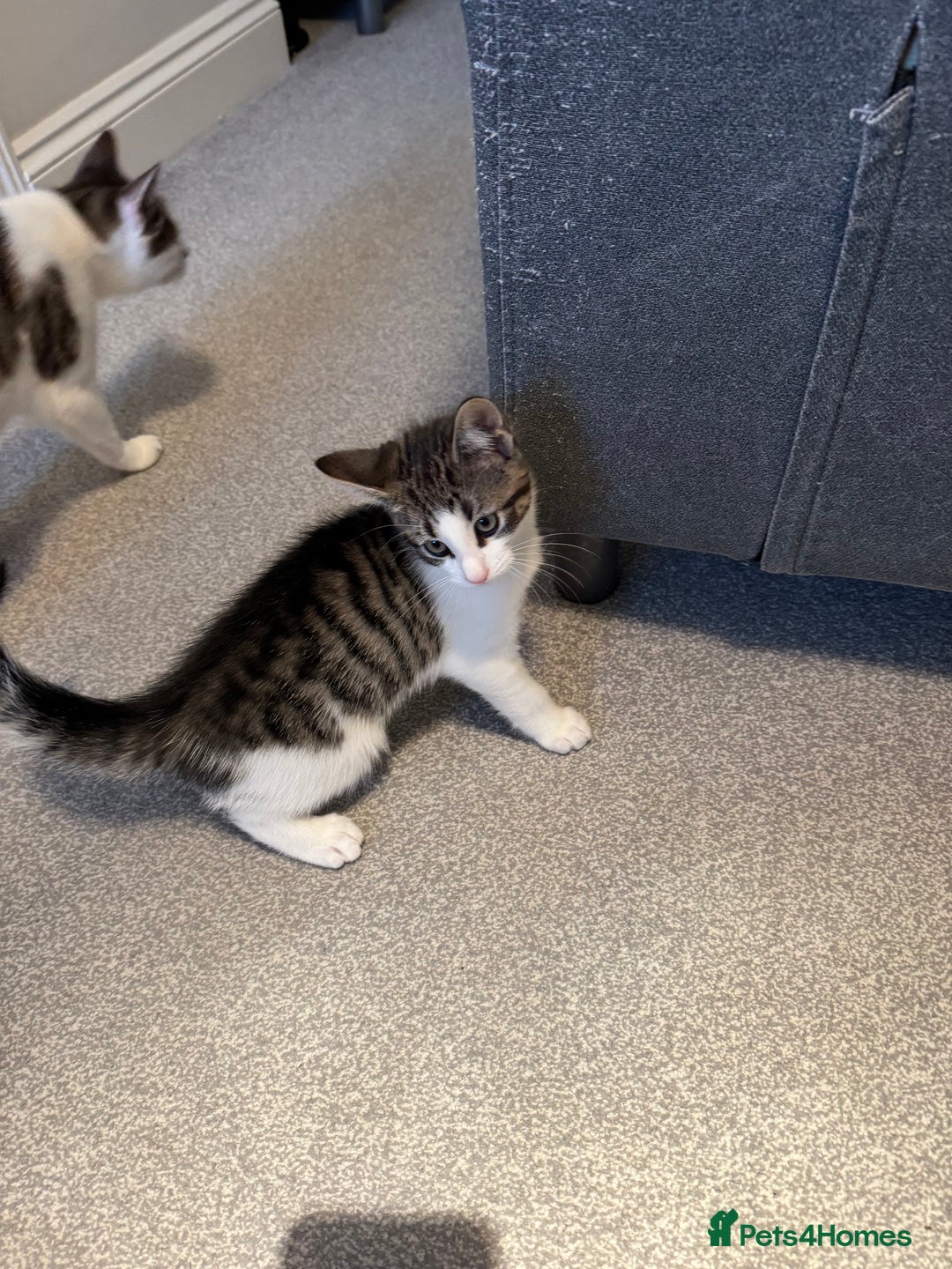 Oriental cats for sale: Beautiful kitten  - Image 1