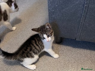 Oriental cats - Advert 1