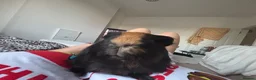Guinea Pig rodents for sale: 2 male guinea pigs - Advert 3