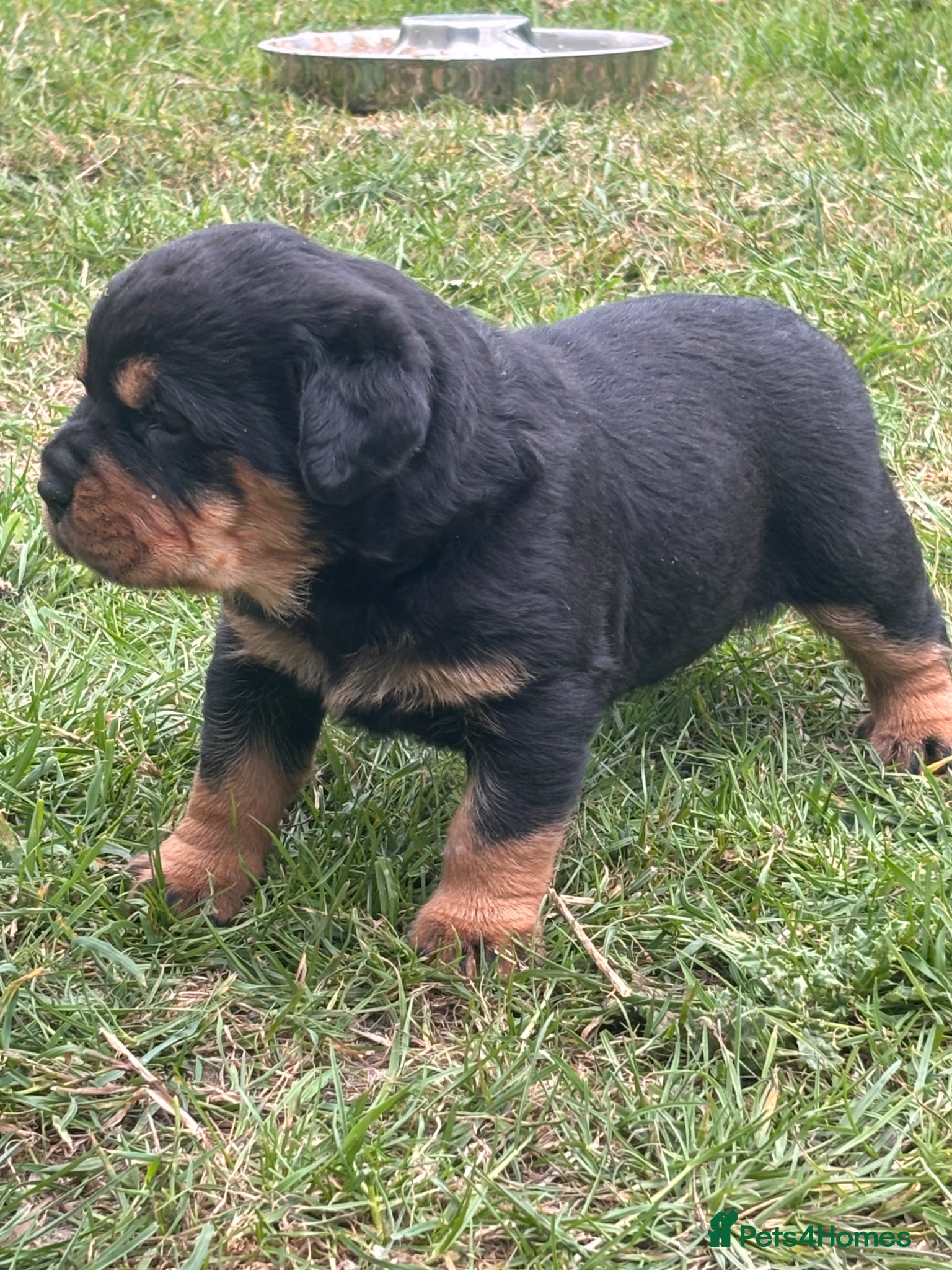 Rottweiler dogs Gorgeous chunky girl  - Advert 1