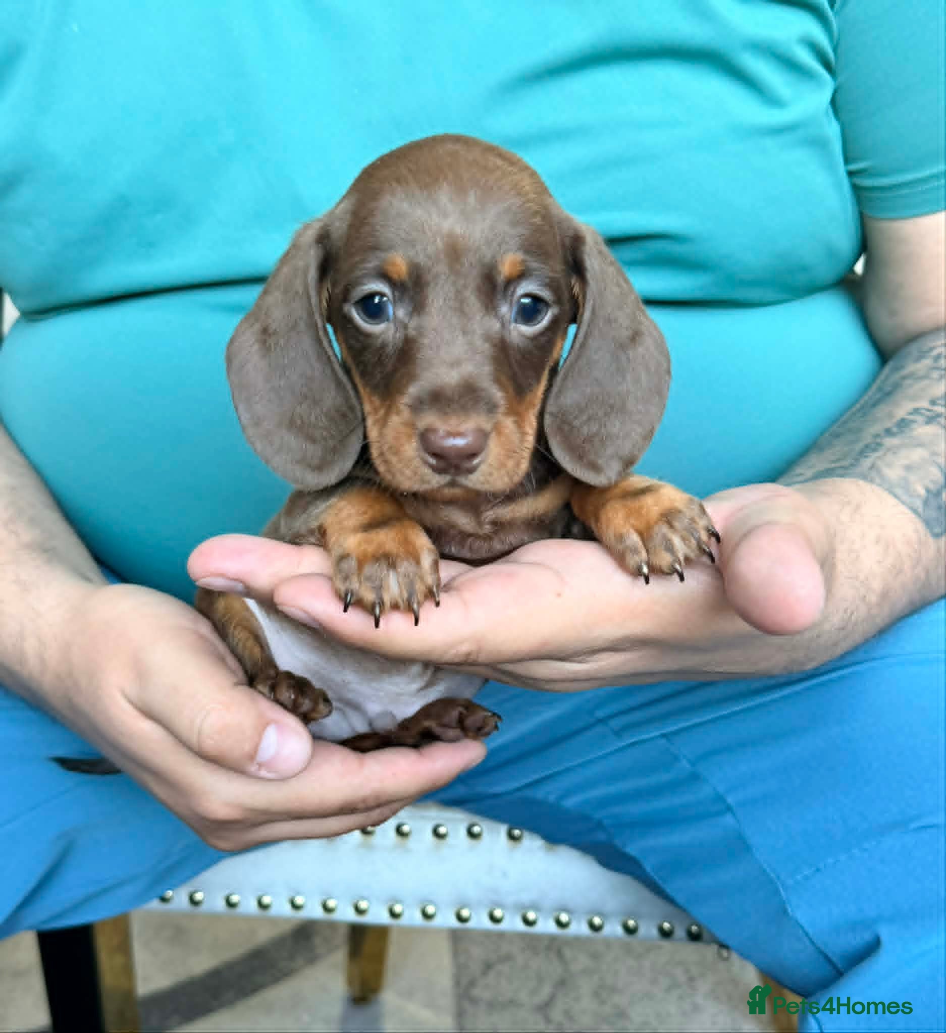 Miniature Dachshund dogs Miniature Dachshund puppies - Advert 2