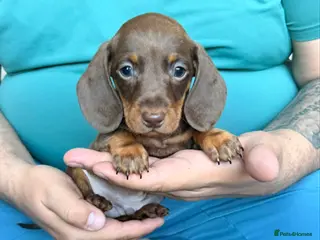 Miniature Dachshund dogs Miniature Dachshund puppies - Advert 2