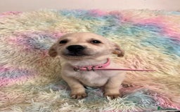 Goldador dogs for sale: Stunning litter of Goldador Puppies  - Image 25