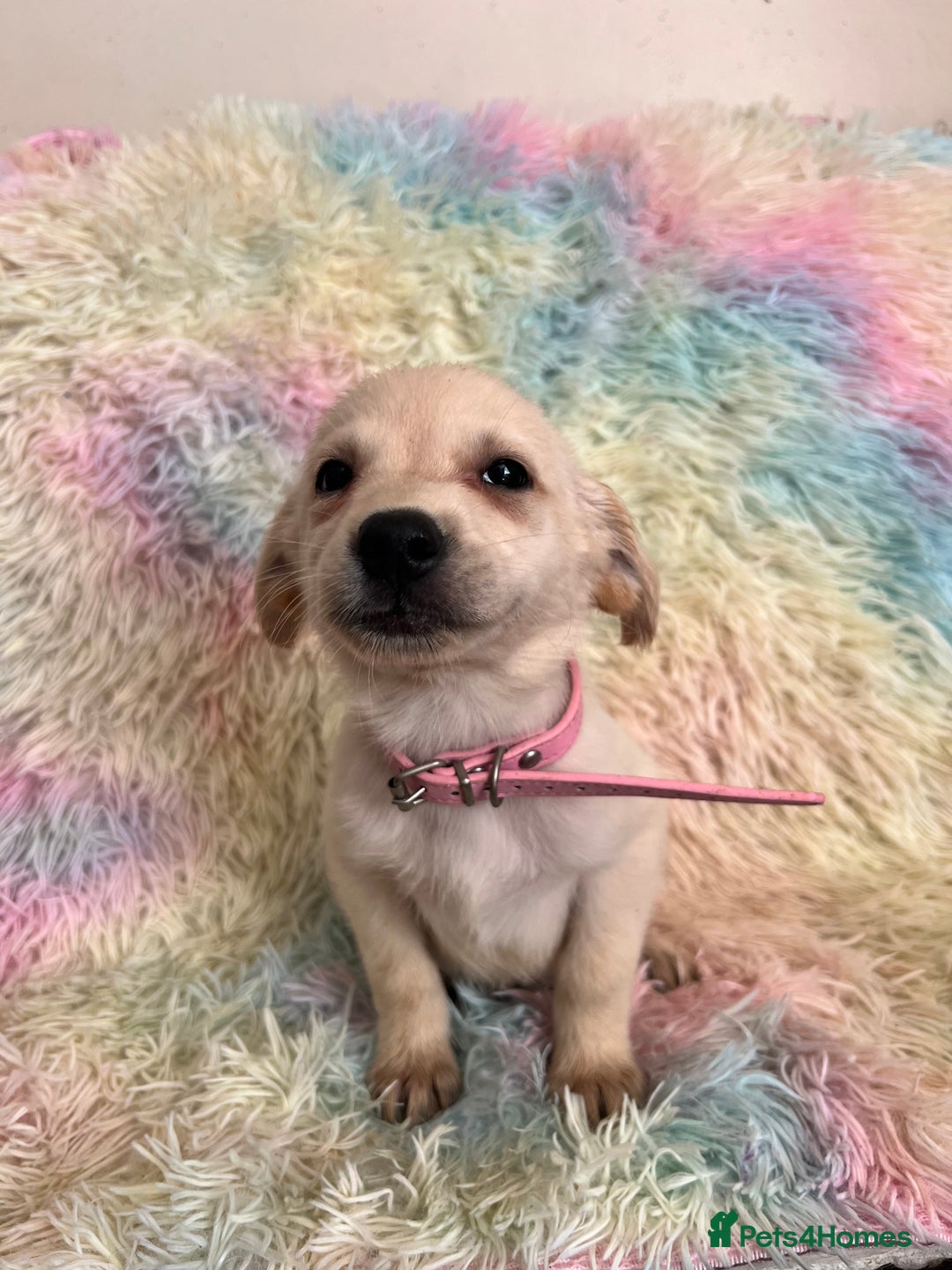 Goldador dogs for sale: Stunning litter of Goldador Puppies  - Image 25