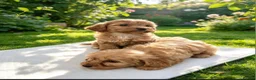 Cockapoo dogs for sale: Beautiful babies  - Advert 4