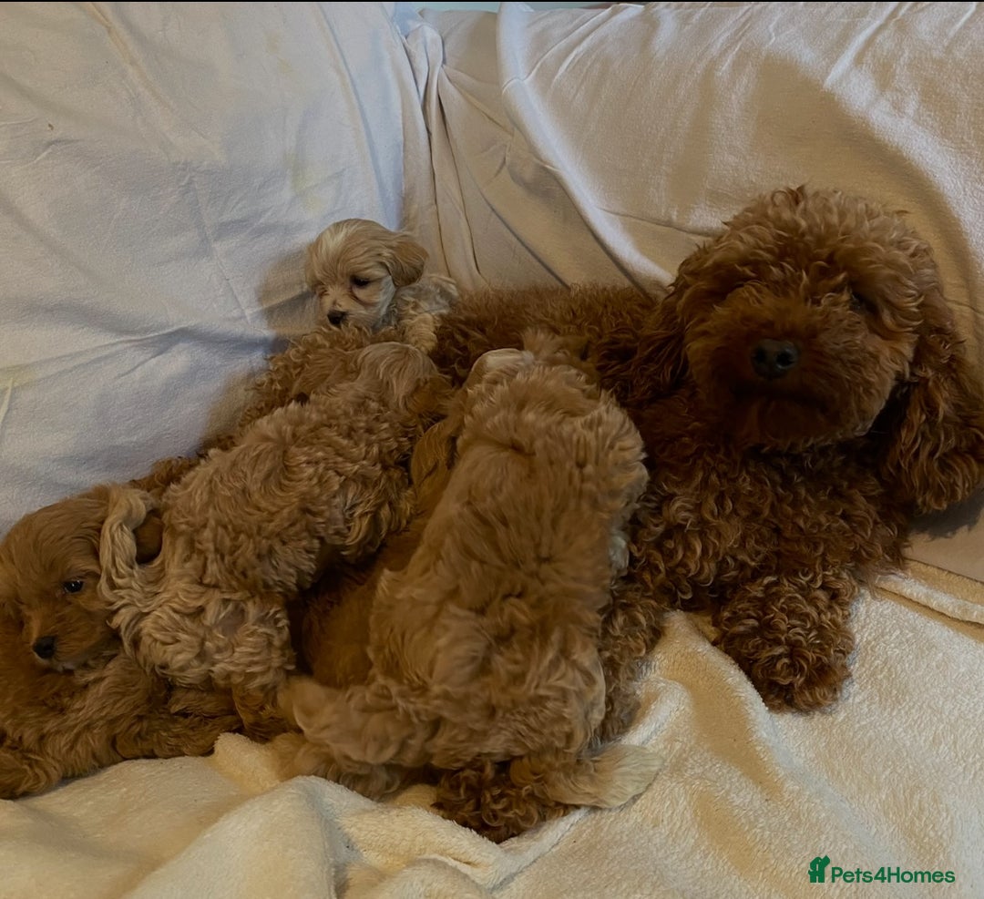 Maltipoo dogs for sale: Red Maltipoo Puppy Boy (Last one) REDUCED - Image 2
