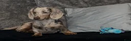 Miniature Dachshund dogs for sale: 1 year old L hair mini Isabella dapple Dachshund - Advert 12