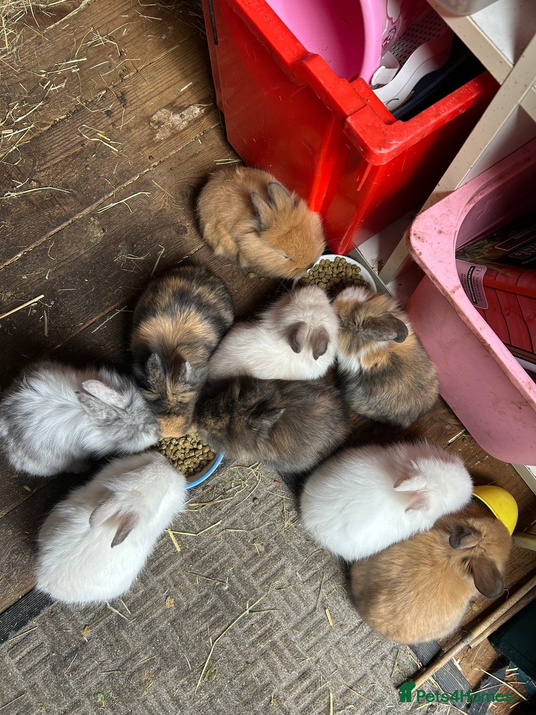 Lionhead rabbits for sale: Angora X lionheads- READY TO RESERVE- DOB- 3/10/25 - Image 7