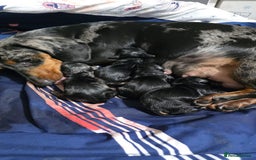 Dachshund dogs for sale: Beautiful Dachshund Puppies - Image 7