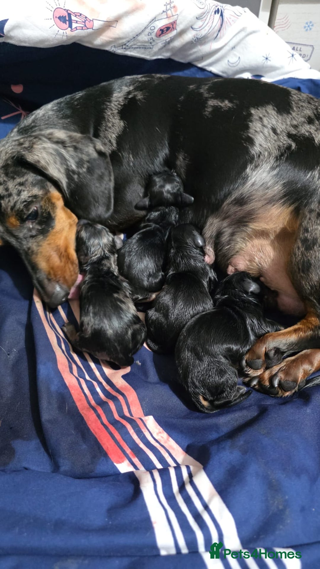 Dachshund dogs for sale: Beautiful Dachshund Puppies - Image 7