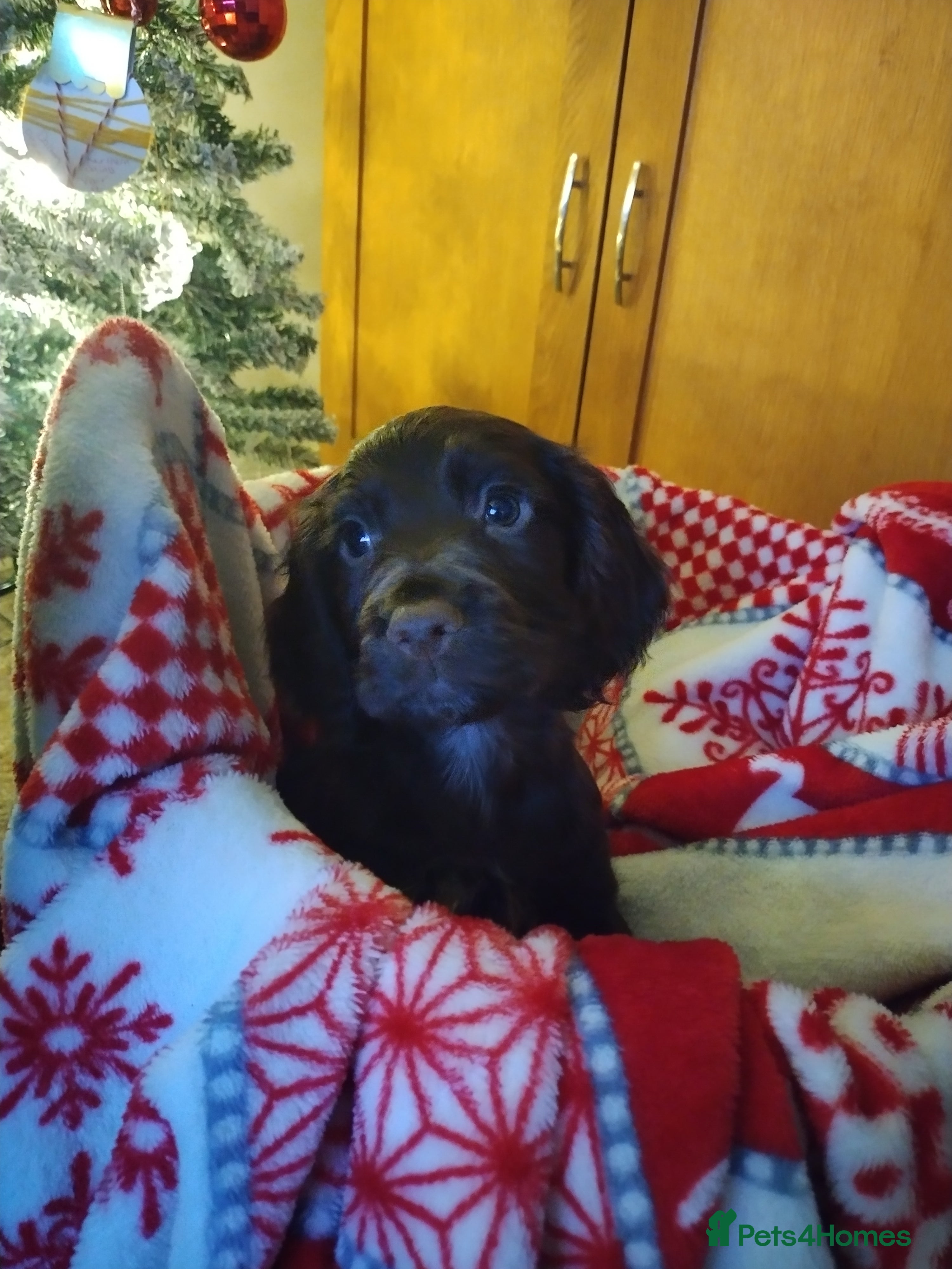 Cocker Spaniel dogs Ready to leave KC pups  - Advert 12