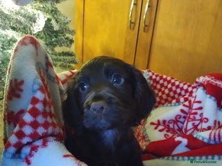 Cocker Spaniel dogs Ready to leave KC pups - Advert 12