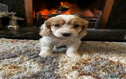 Cockapoo dogs for sale: Last 2 Beautiful F1 Cockapoo Puppies !!! - Image 1