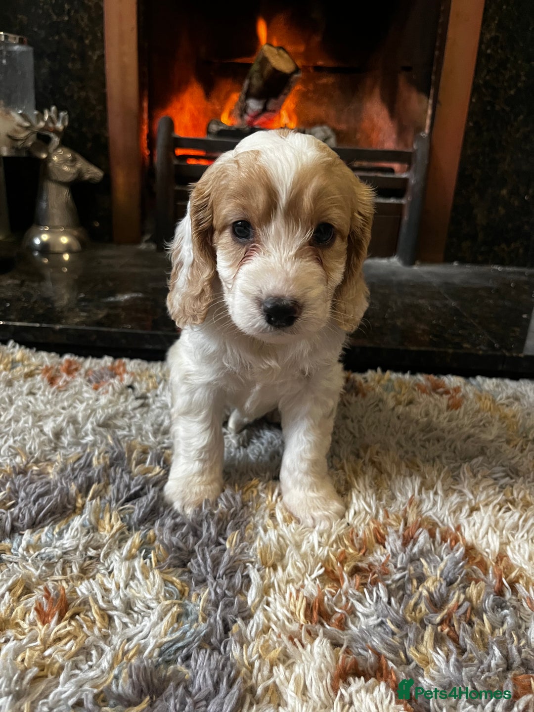 Cockapoo dogs for sale: Last 2 Beautiful F1 Cockapoo Puppies !!! - Image 1