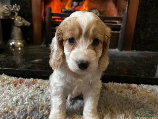 Cockapoo dogs - Advert 20